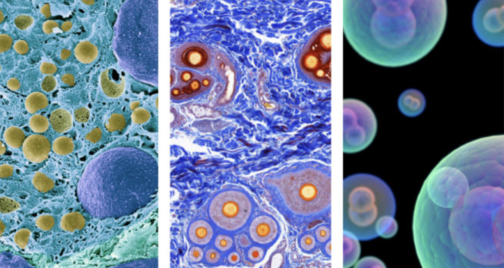 Images of human cells from the Human Cell Atlas 